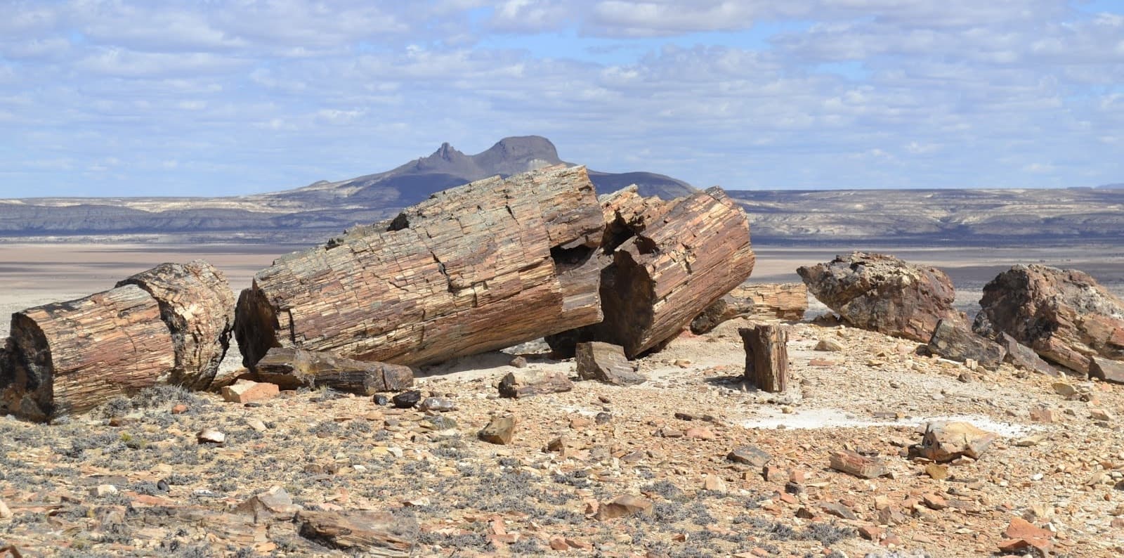 Bosque Petrificado La Leona